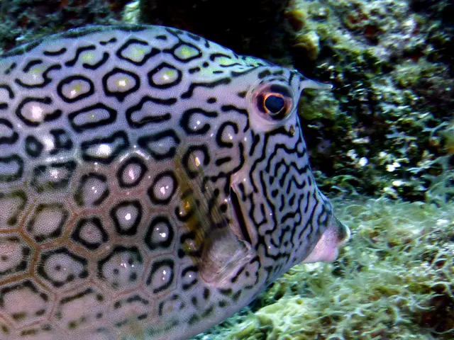 Underwater photograph by Joel Bergsma