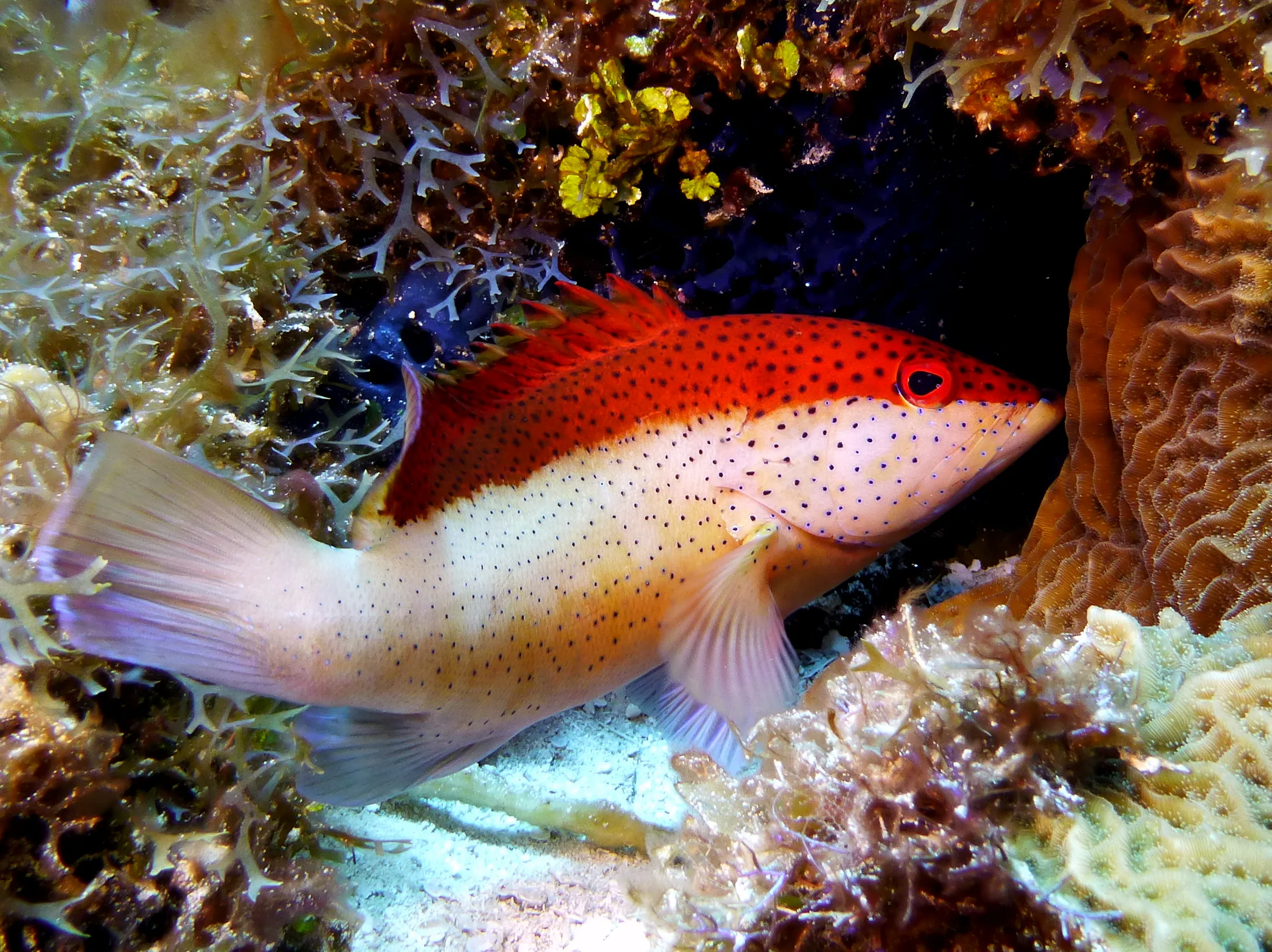 Wrasse, Cozumel, 2014