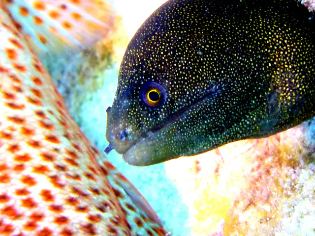 Underwater photograph by Joel Bergsma