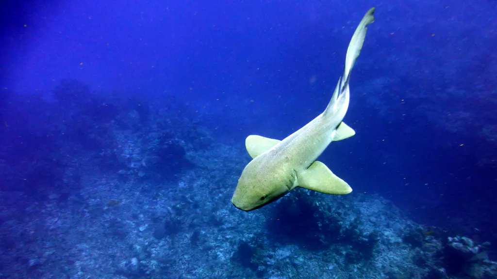 Underwater photograph by Joel Bergsma