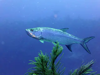 Underwater photograph by Joel Bergsma