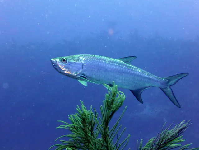 Underwater photograph by Joel Bergsma