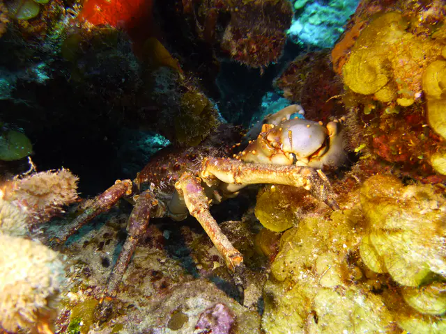 Underwater photograph by Joel Bergsma
