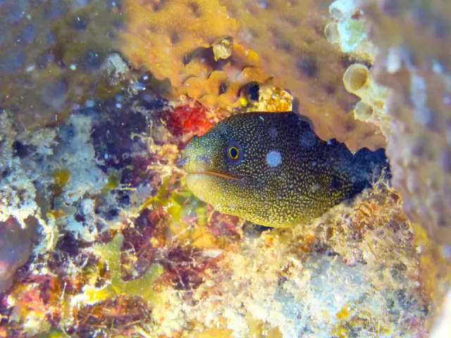 Underwater photograph by Joel Bergsma