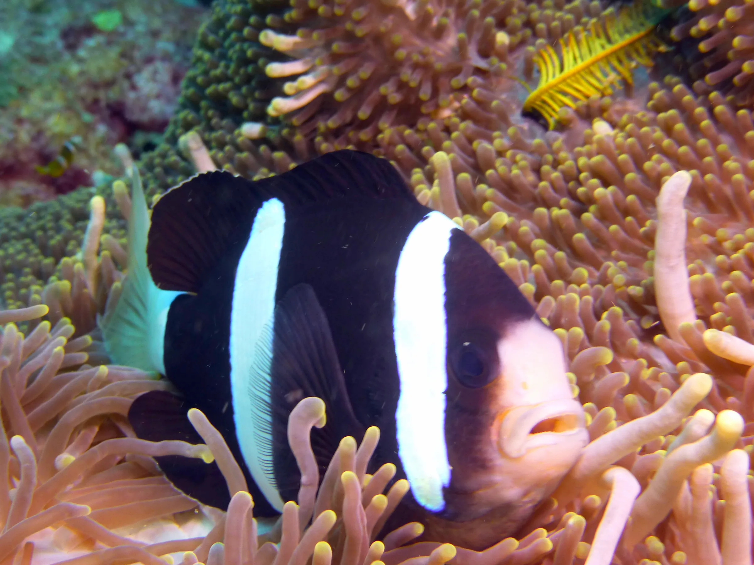 Anemonefish, Philippines, 2014
