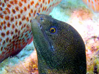 Underwater photograph by Joel Bergsma