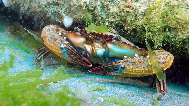 Underwater photograph by Joel Bergsma