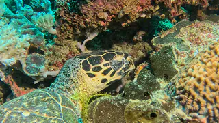 Underwater photograph by Joel Bergsma