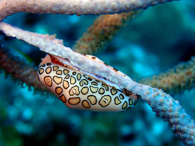 Underwater photograph by Joel Bergsma