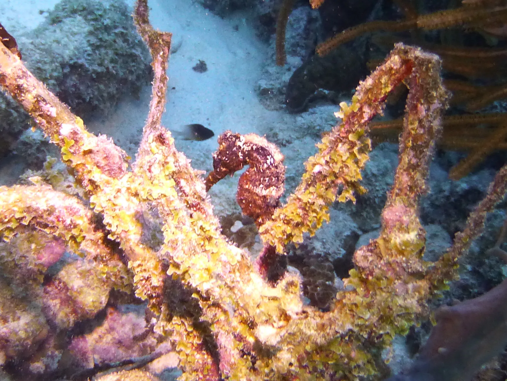 Seahorse, Bonaire, 2013
