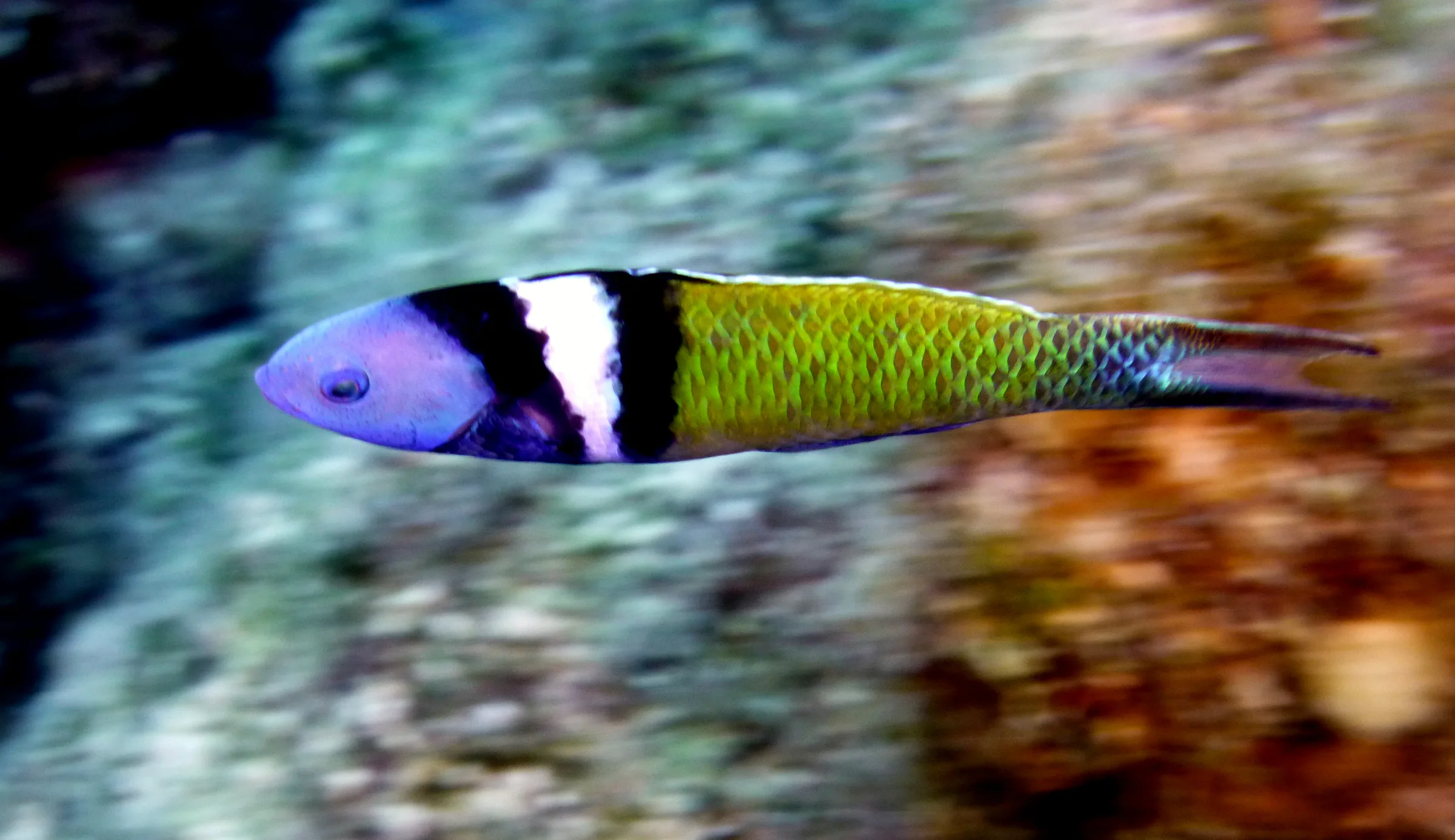 Belize underwater photograph, 2017