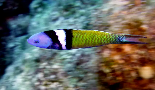 Underwater photograph by Joel Bergsma