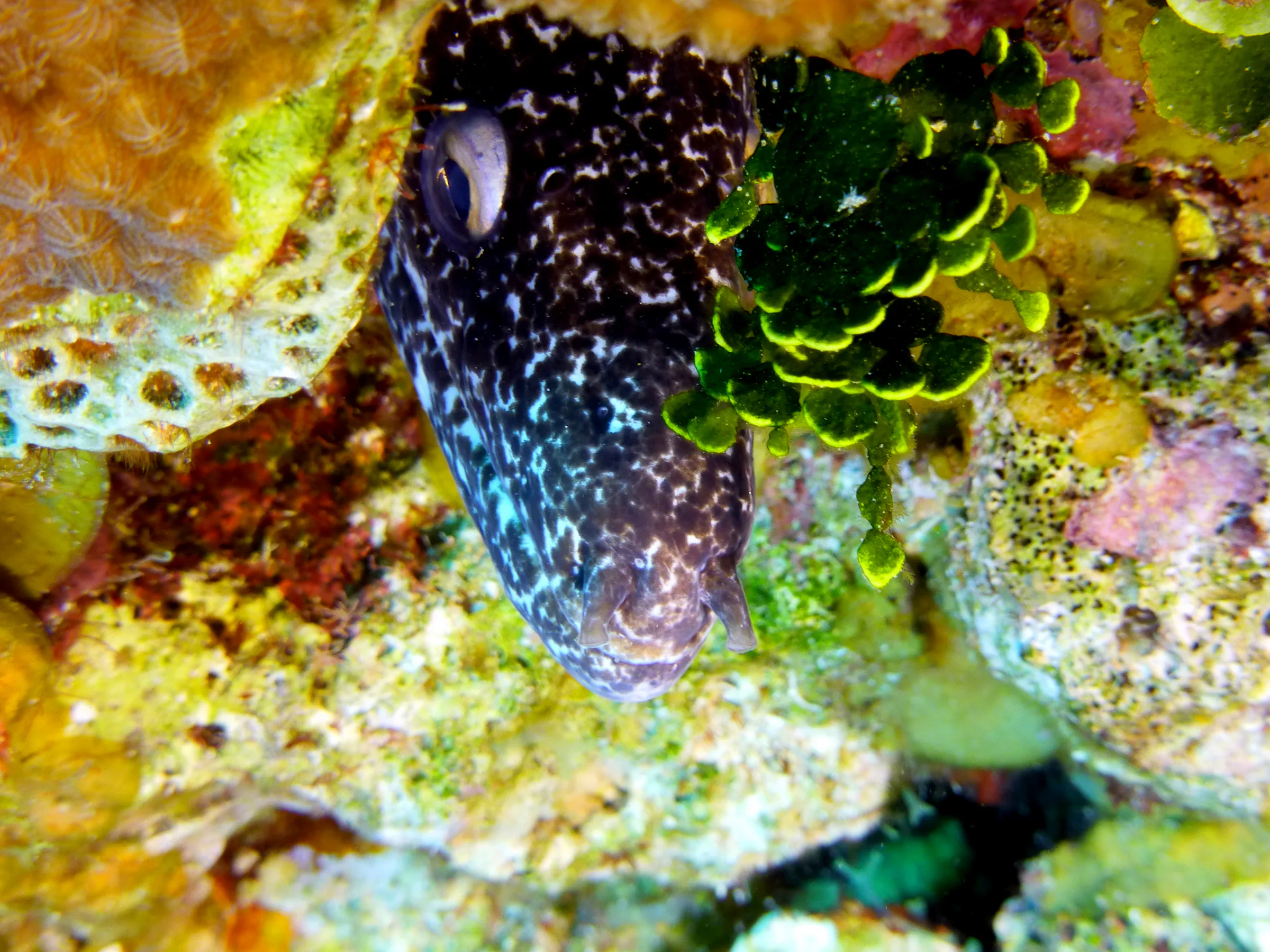 Spotted Moray Eel, Belize, 2017