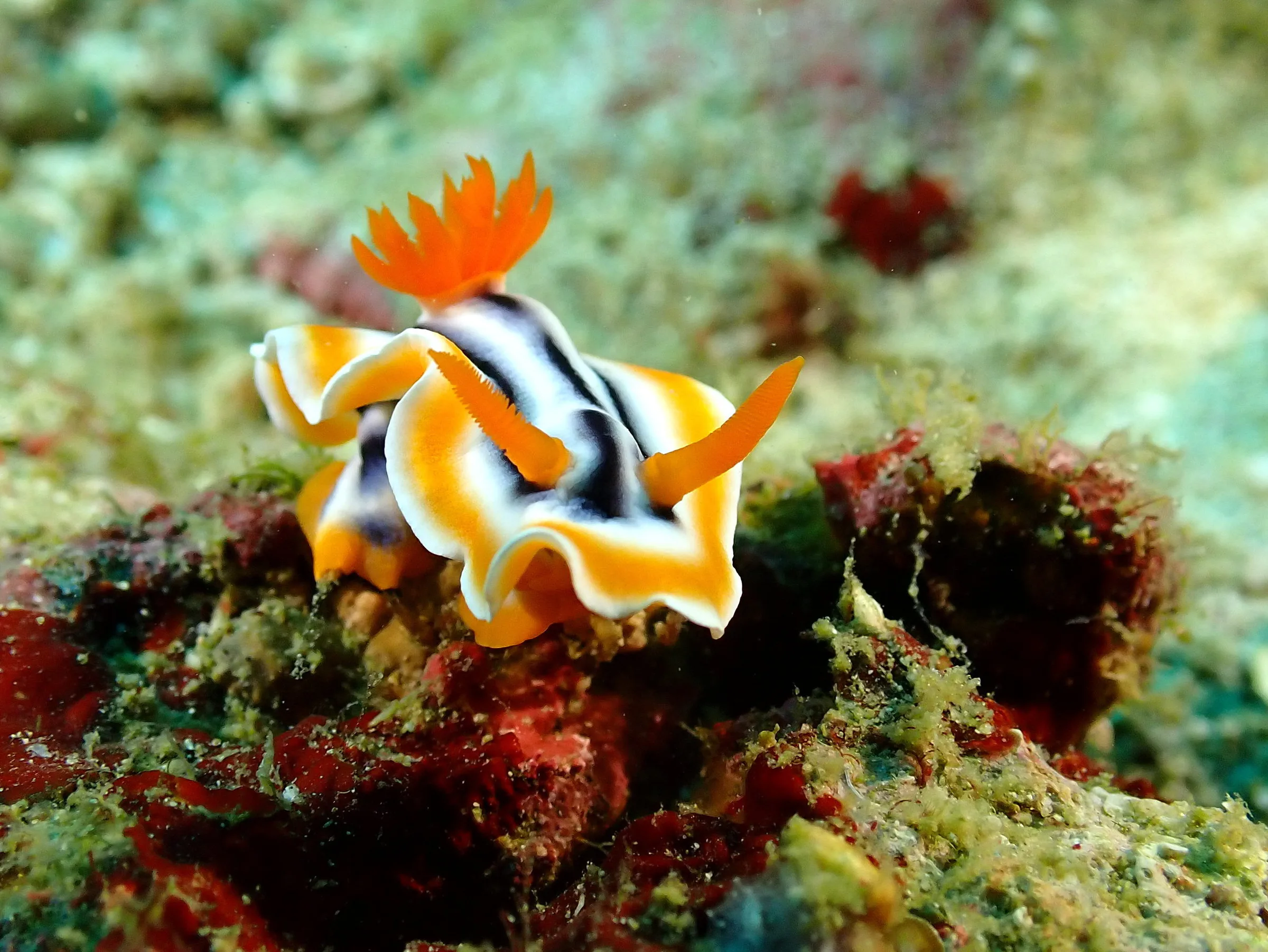 Philippines underwater photograph, 2022