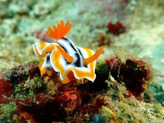 Underwater photograph by Joel Bergsma