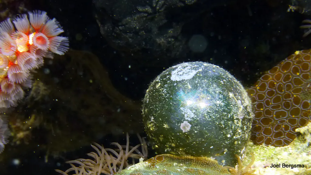 Underwater photograph by Joel Bergsma