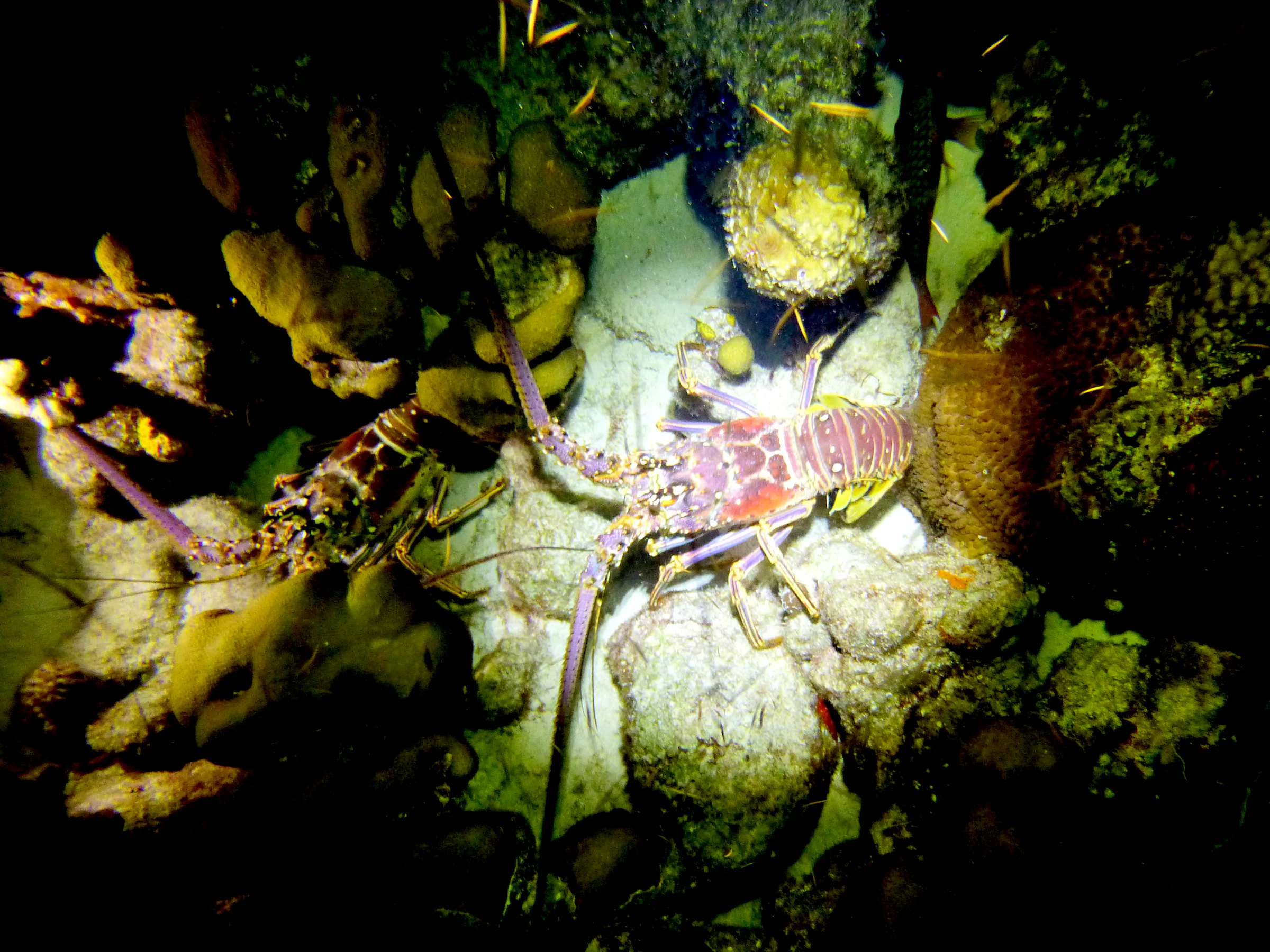 Lobster, Bonaire, 2013