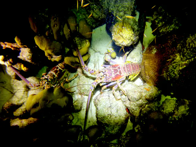 Underwater photograph by Joel Bergsma