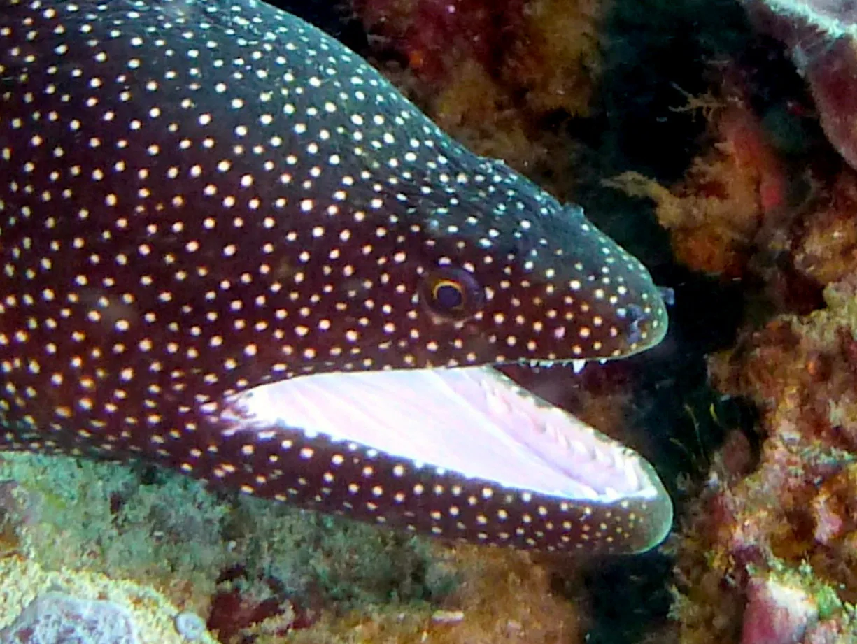 Whitemouth Moray Eel, Philippines, 2014