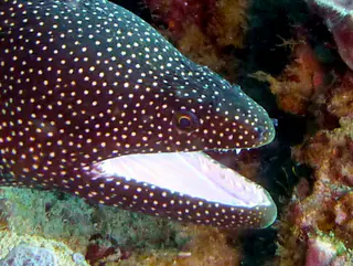 Underwater photograph by Joel Bergsma