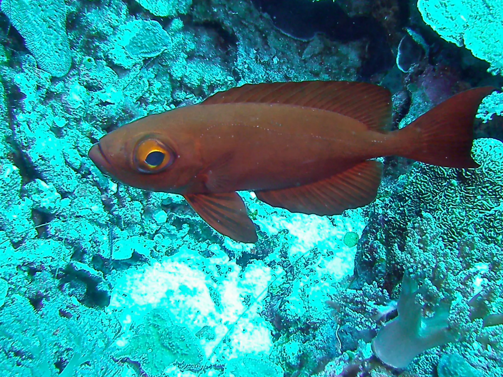 Crescent-tail Bigeye.