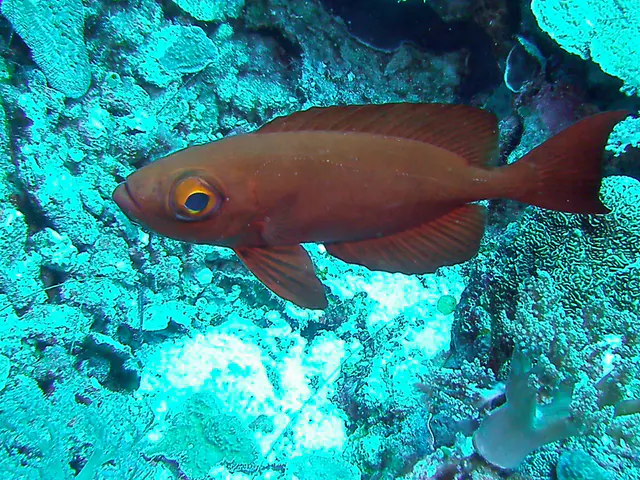 Crescent-tail Bigeye.