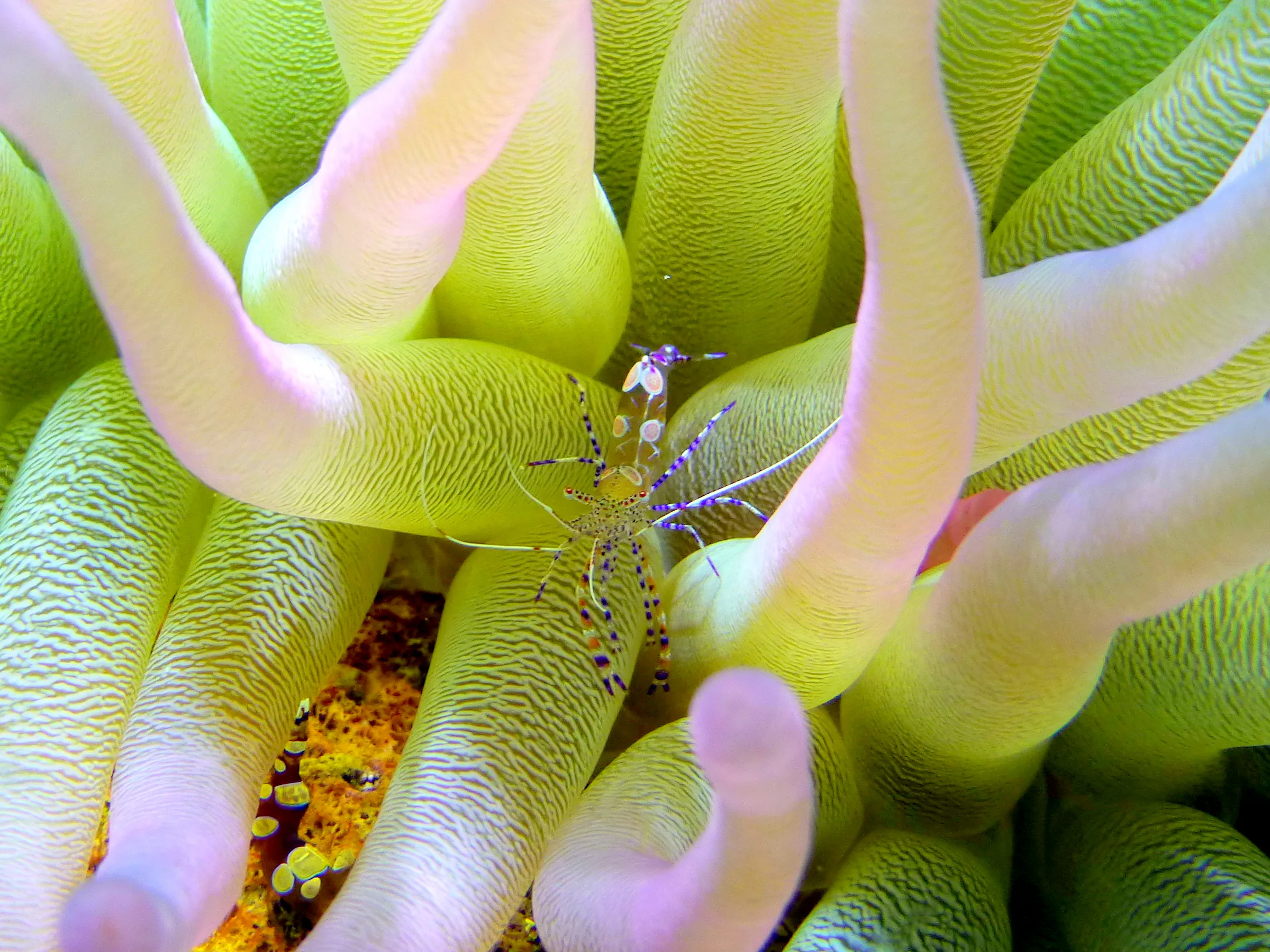 Shrimp, Bonaire, 2013