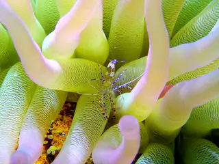 Underwater photograph by Joel Bergsma