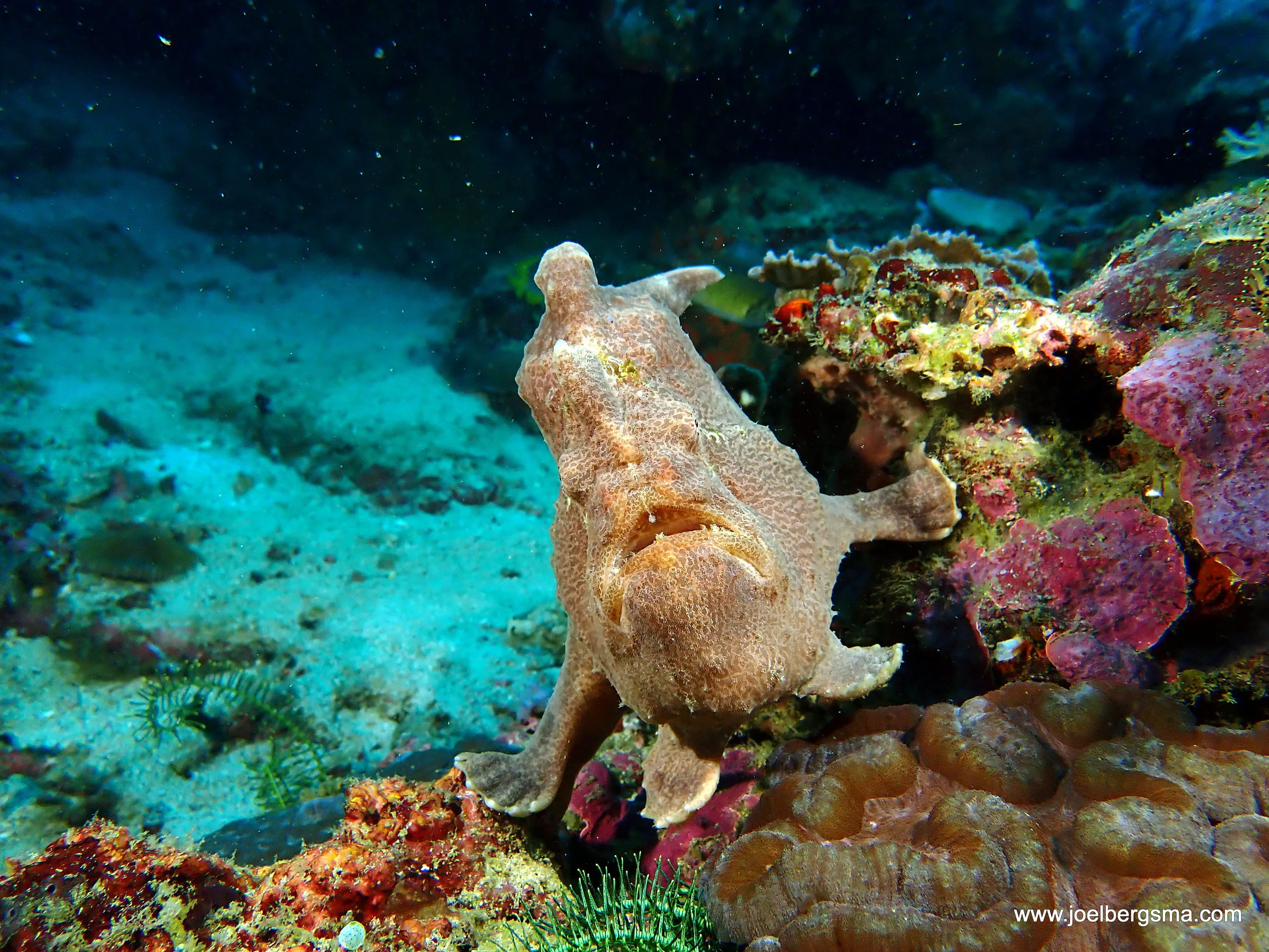 Philippines underwater photograph, 2022
