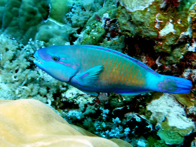 Underwater photograph by Joel Bergsma