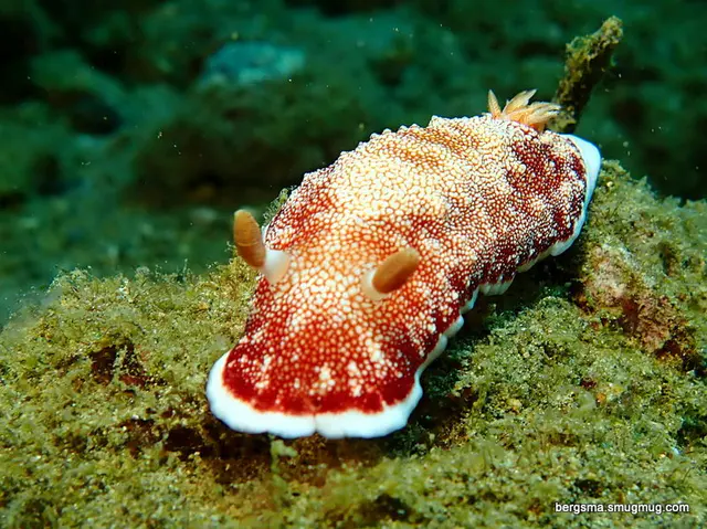 Underwater photograph by Joel Bergsma