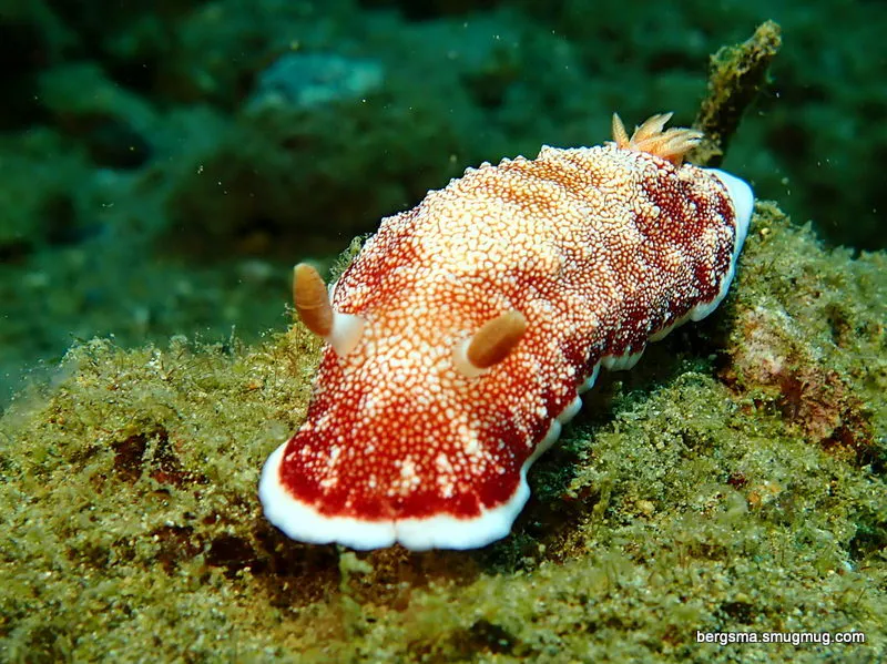 Nudibranch, Philippines, 2019
