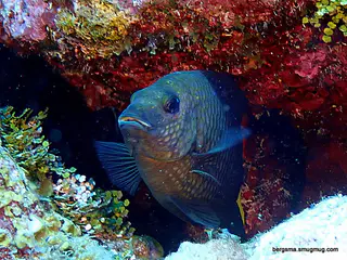 Underwater photograph by Joel Bergsma