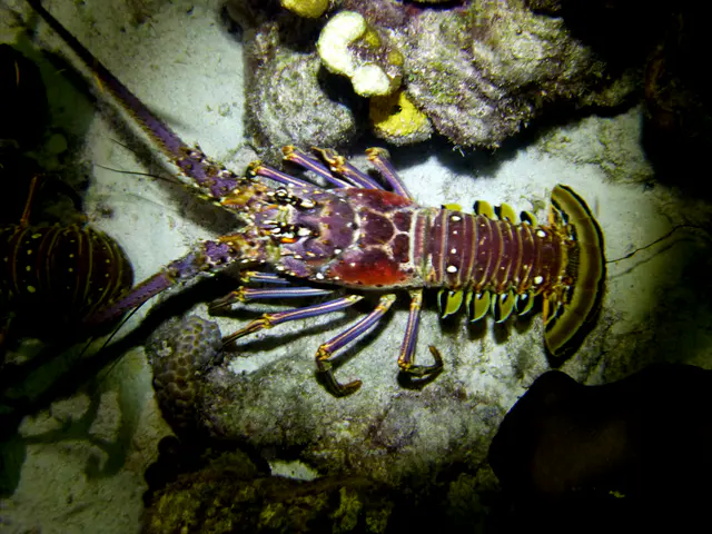 Underwater photograph by Joel Bergsma