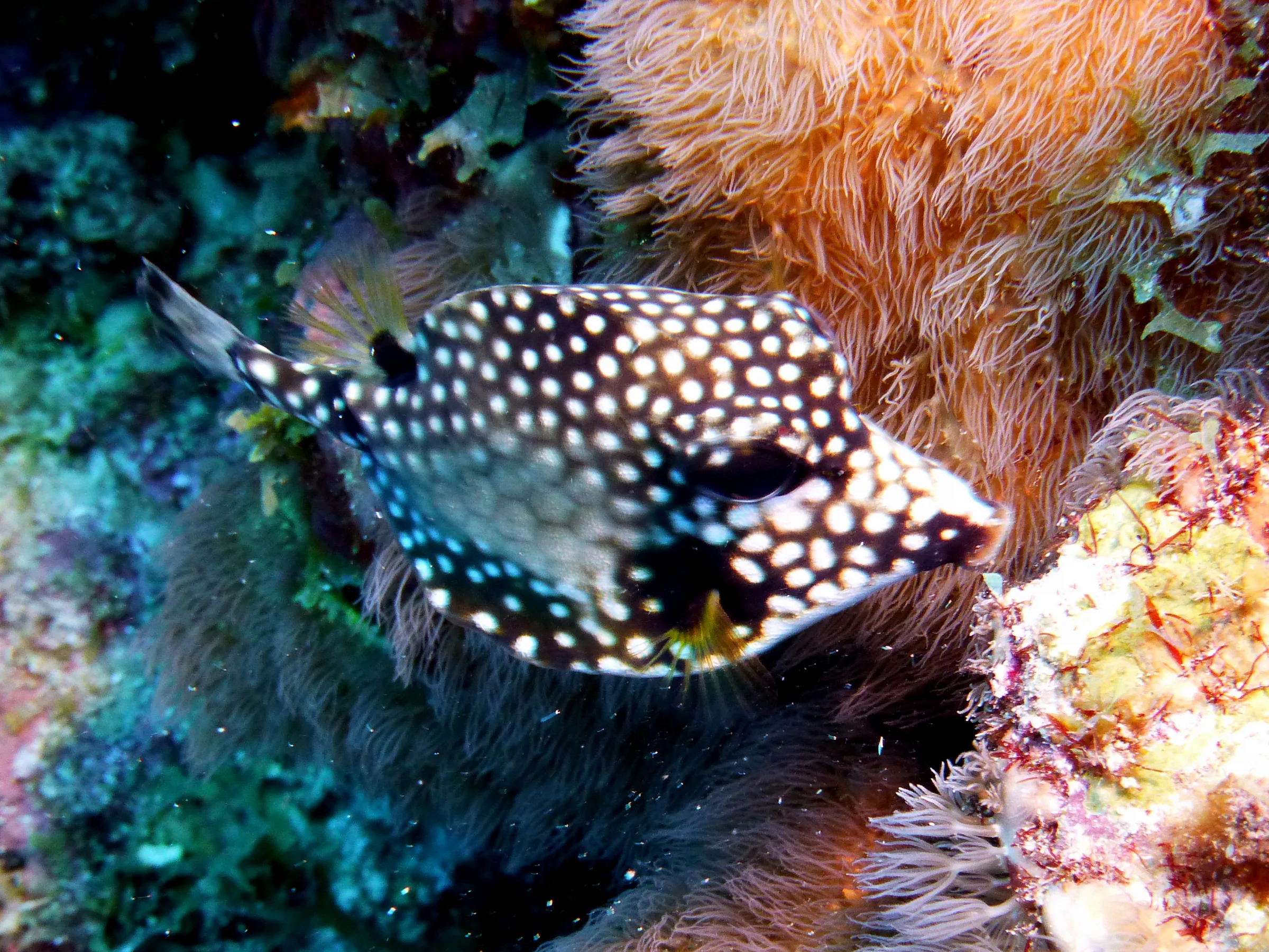 Smooth Trunkfish, Bonaire, 2013