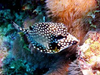 Underwater photograph by Joel Bergsma