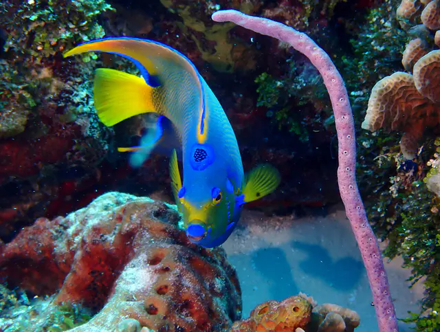 Underwater photograph by Joel Bergsma