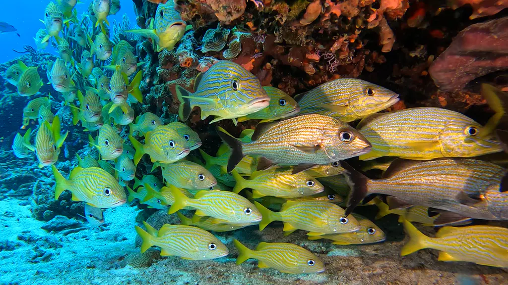 Underwater photograph by Joel Bergsma