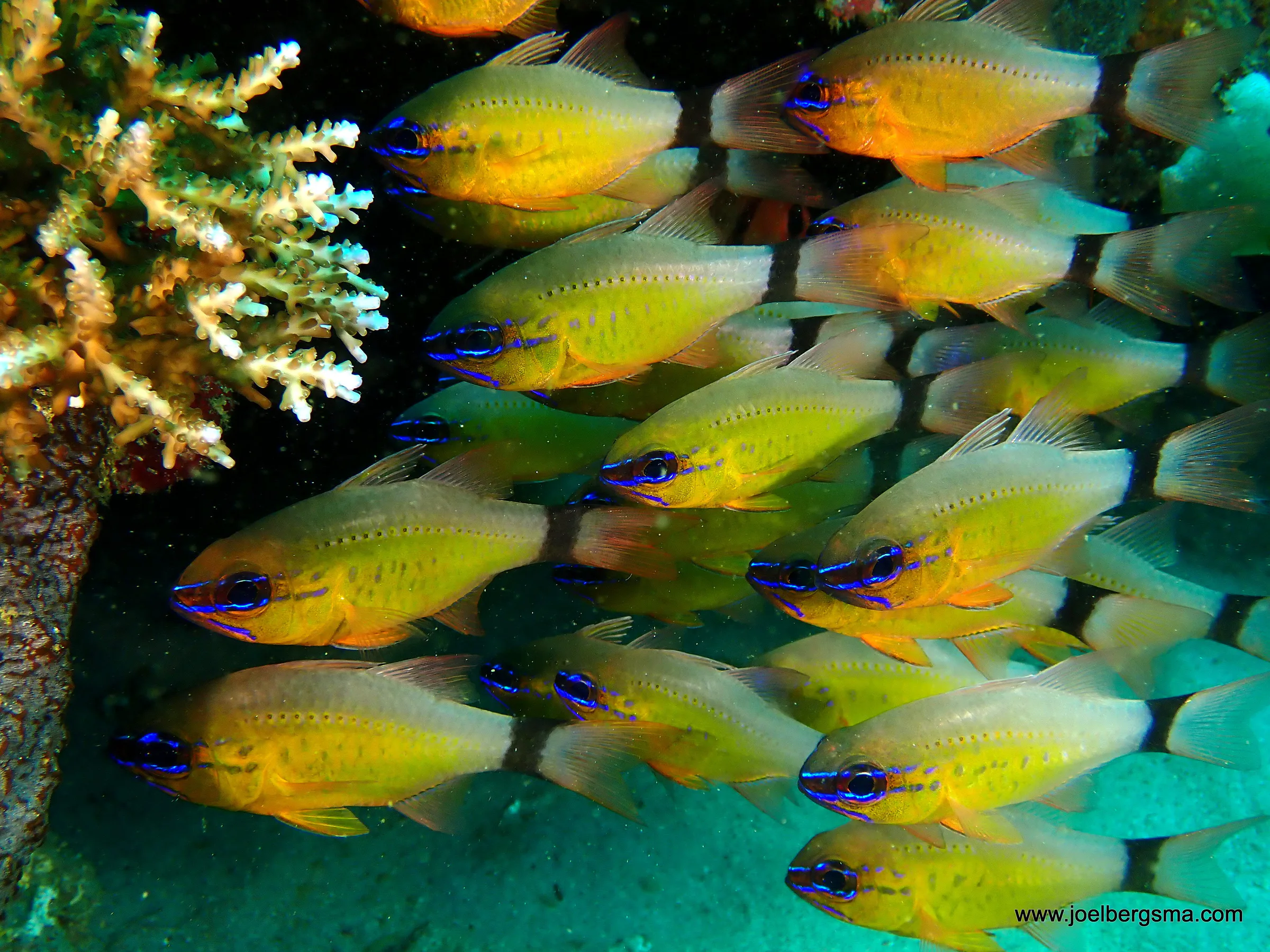 Philippines underwater photograph, 2022
