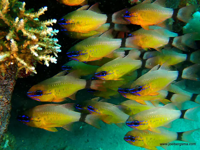 Underwater photograph by Joel Bergsma