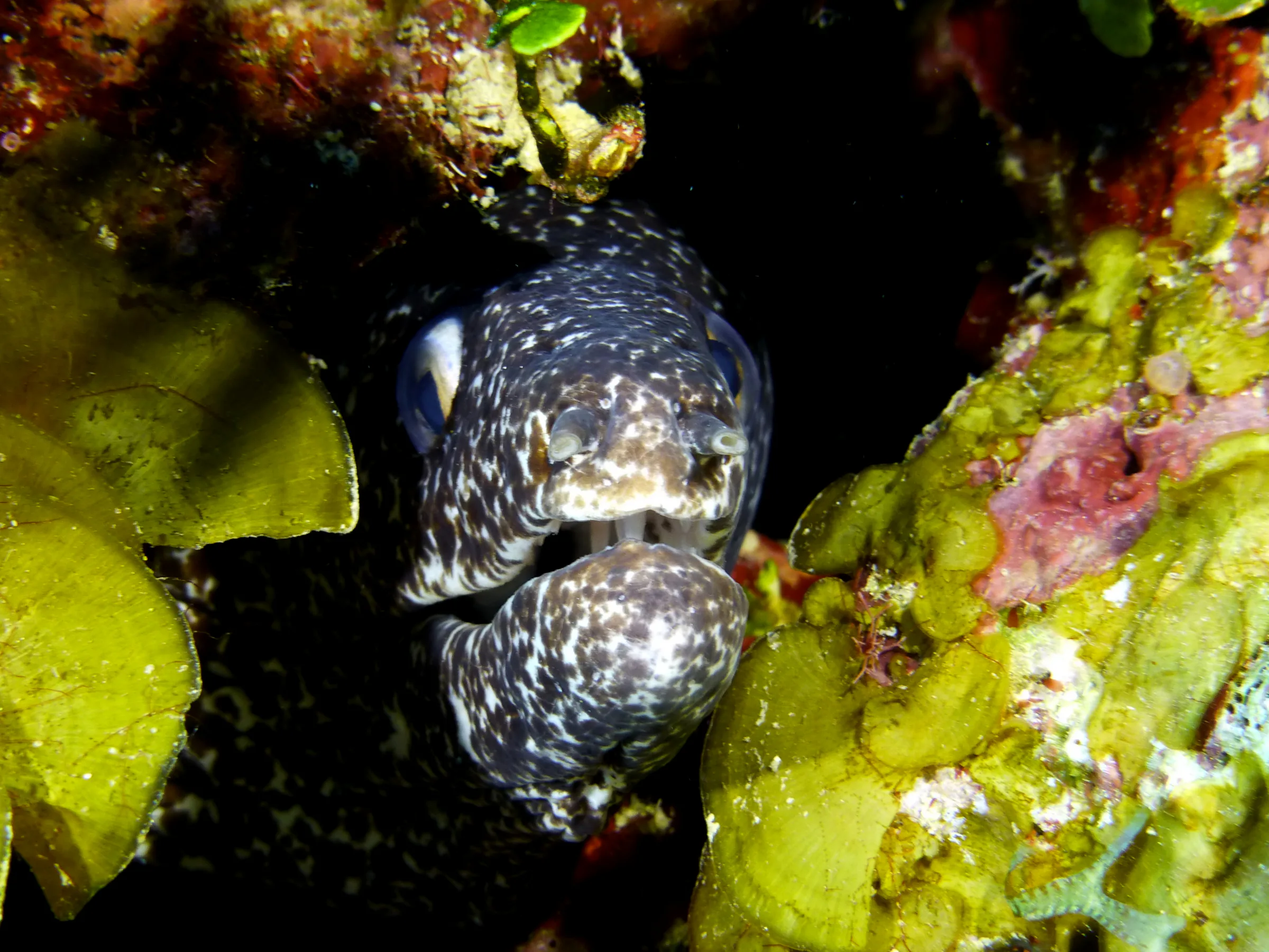 Spotted Moray Eel, Belize, 2017