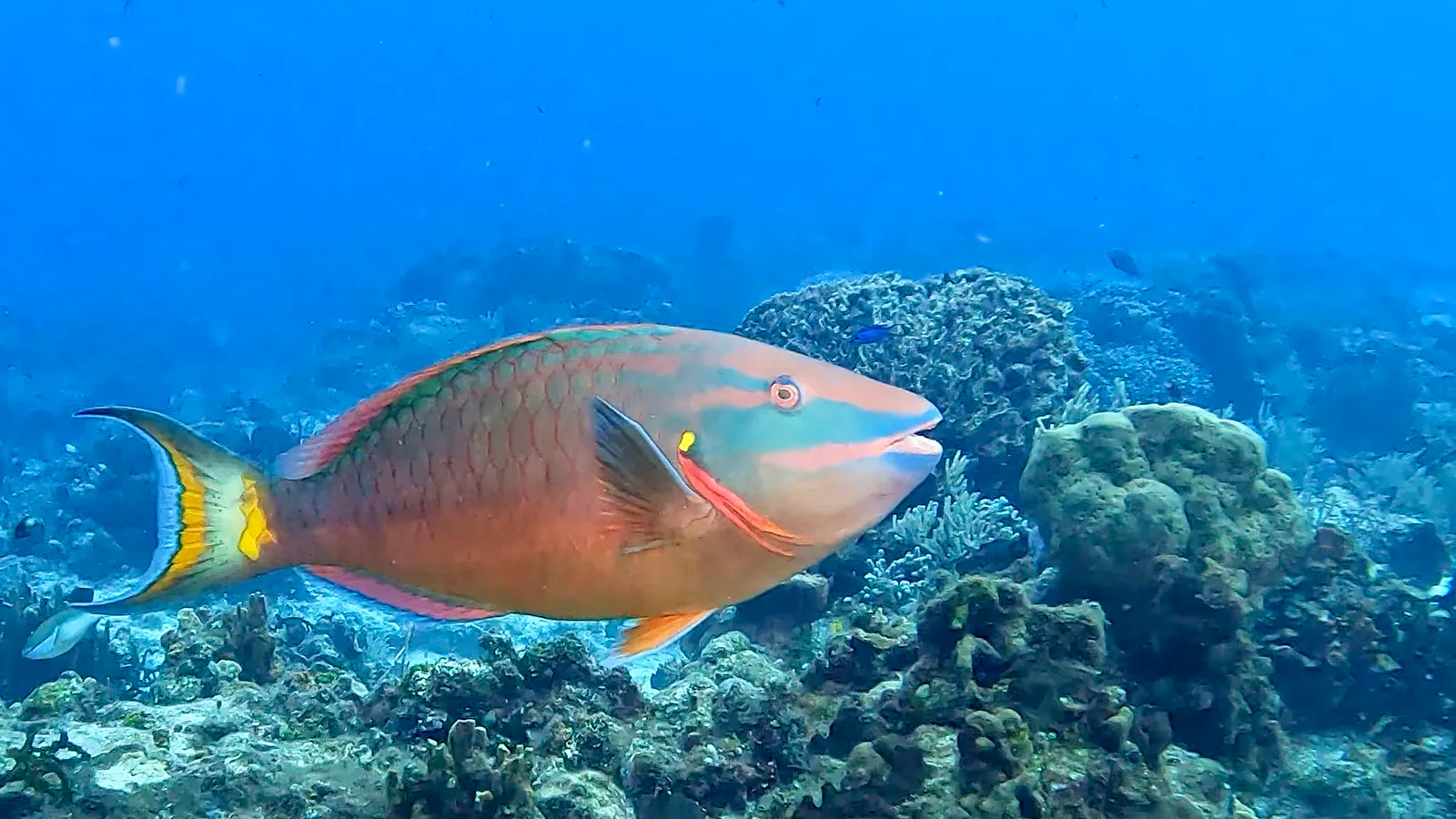 Cozumel underwater photograph, 2024