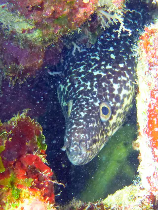 Underwater photograph by Joel Bergsma