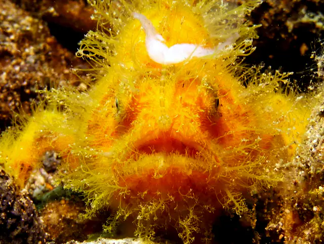 Underwater photograph by Joel Bergsma