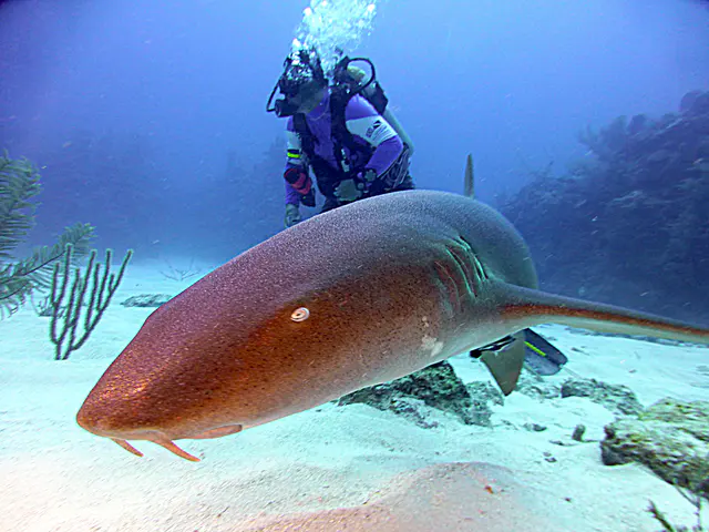 Underwater photograph by Joel Bergsma