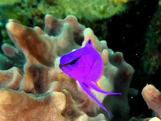 Underwater photograph by Joel Bergsma