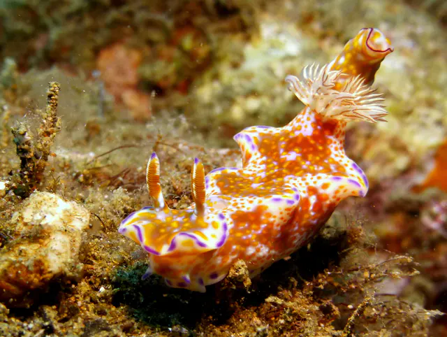 Underwater photograph by Joel Bergsma