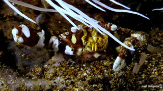 Underwater photograph by Joel Bergsma