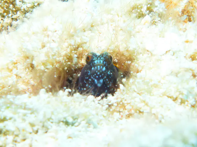 Jawfish
