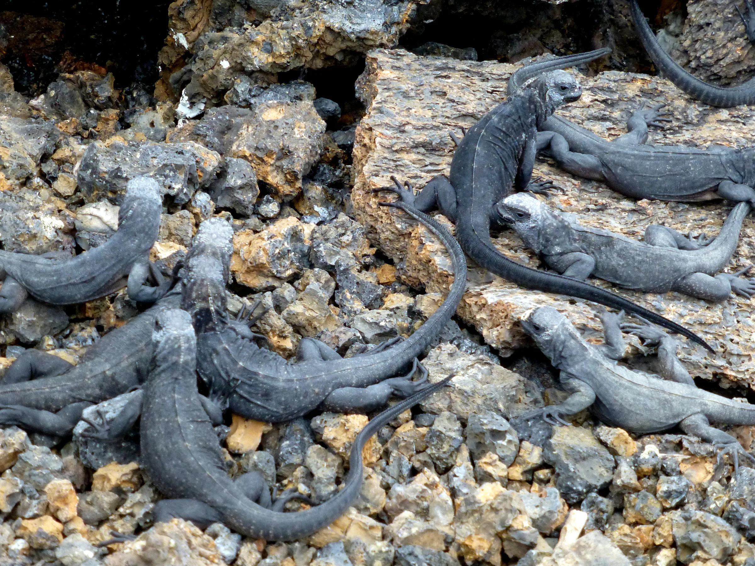 Juvenile Marine Iguanas everywhere!